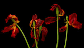 Dried Tulips